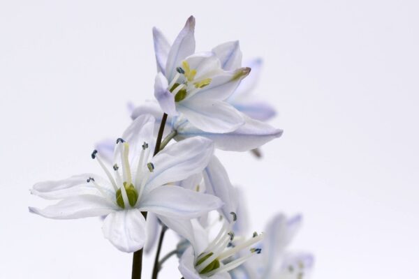 Flower - Image 2