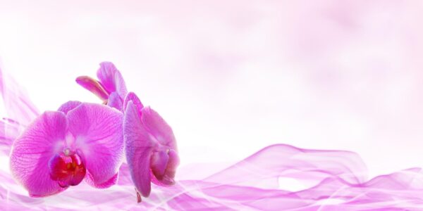 Flower - Image 4